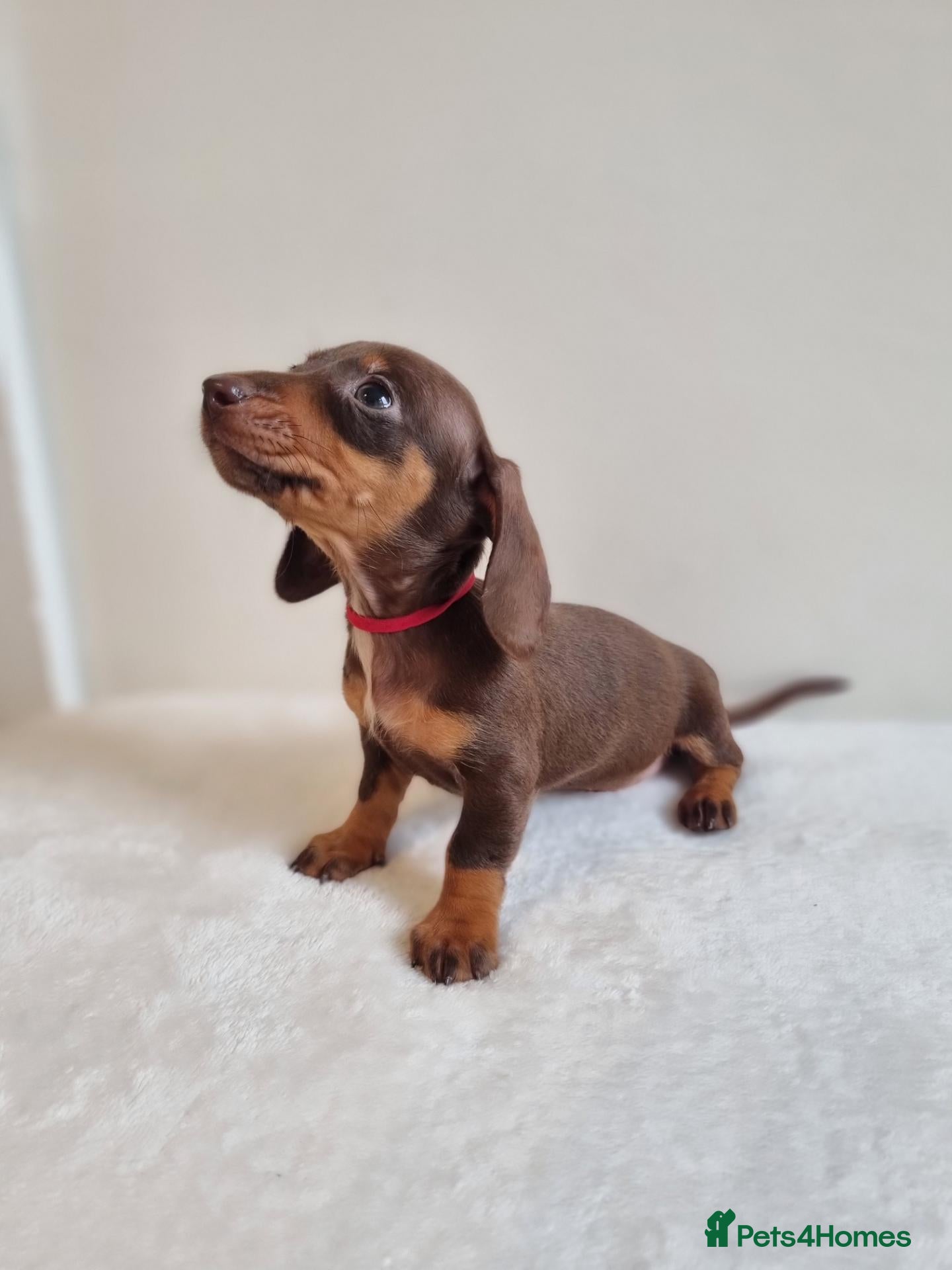 Miniature Dachshund dogs Beautiful Miniature Dachshund Puppies  - Advert 5