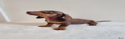 Miniature Dachshund dogs for sale: Beautiful Miniature Dachshund Puppies  - Advert 1