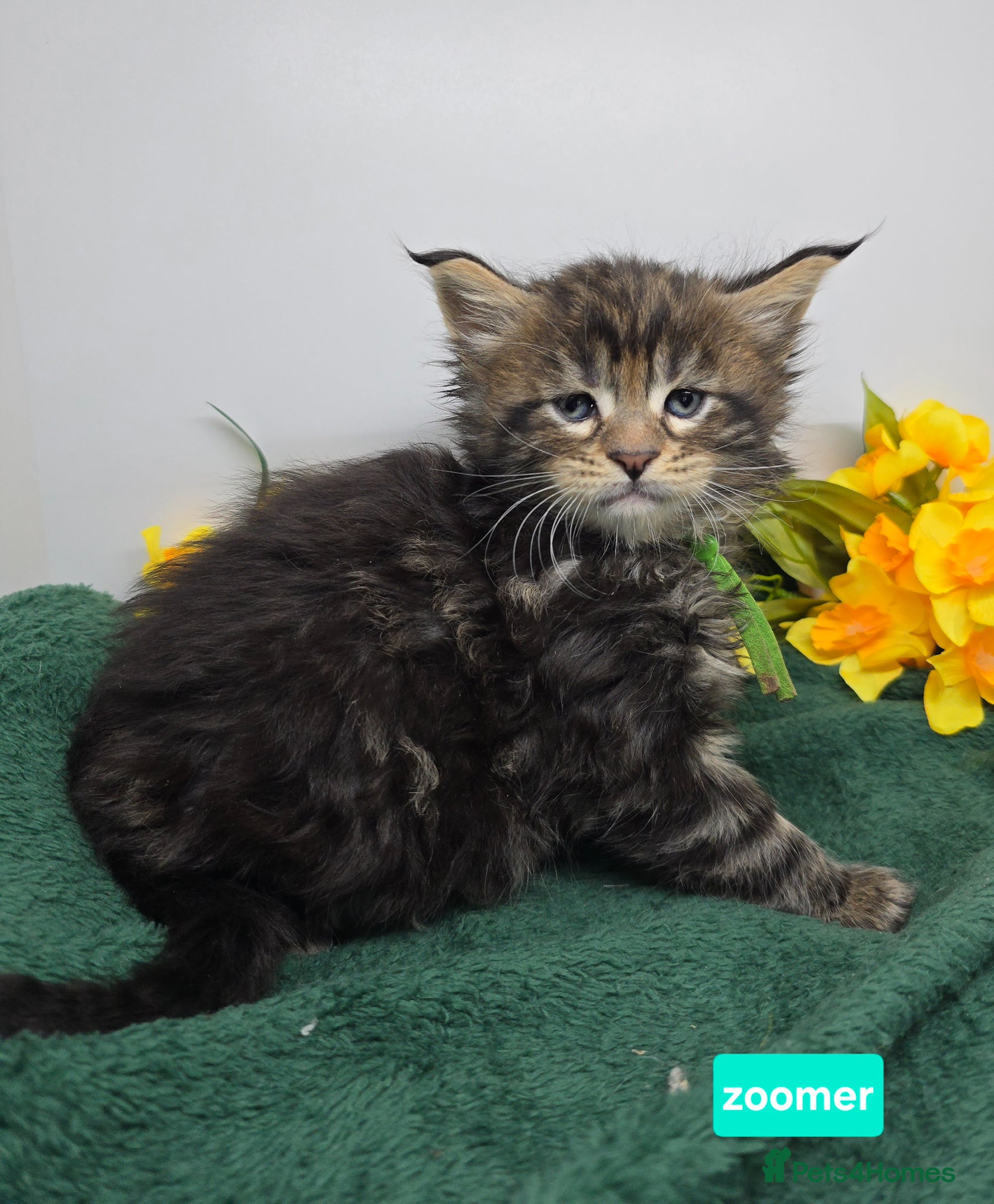 Maine Coon cats Stunning Silver & Black Tabby Maine Coon Kittens - Advert 1