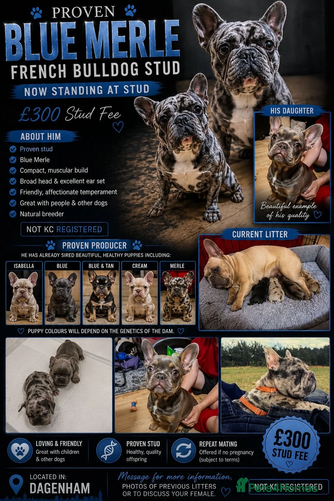 French Bulldog dogs for stud: Proven blue merle frenchie stud  in Dagenham - Advert 2