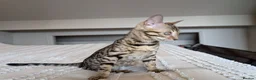 Bengal cats for sale: 🤎🖤 Gorgeous Bengal Girl 🖤🤎 - Advert 21
