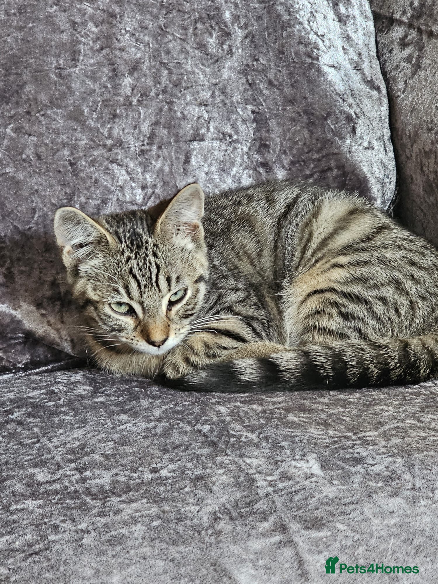 Bengal cats Male kitten - Advert 2