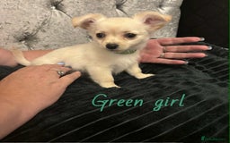 Pomchi dogs for sale: Pomchi puppys  - Image 10