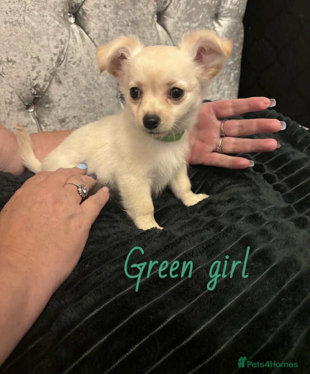 Pomchi dogs for sale: Pomchi puppys  - Image 10