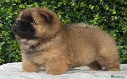 Chow Chow dogs for sale: 🧸🧸Beautiful litter of chow chow puppies🧸🧸 - Image 8