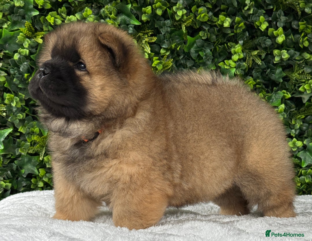 Chow Chow dogs for sale: 🧸🧸Beautiful litter of chow chow puppies🧸🧸 - Image 8