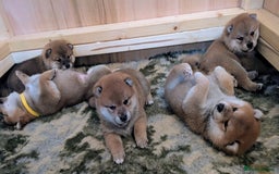 Japanese Shiba Inu dogs for sale: Japanese shiba inu - Image 14