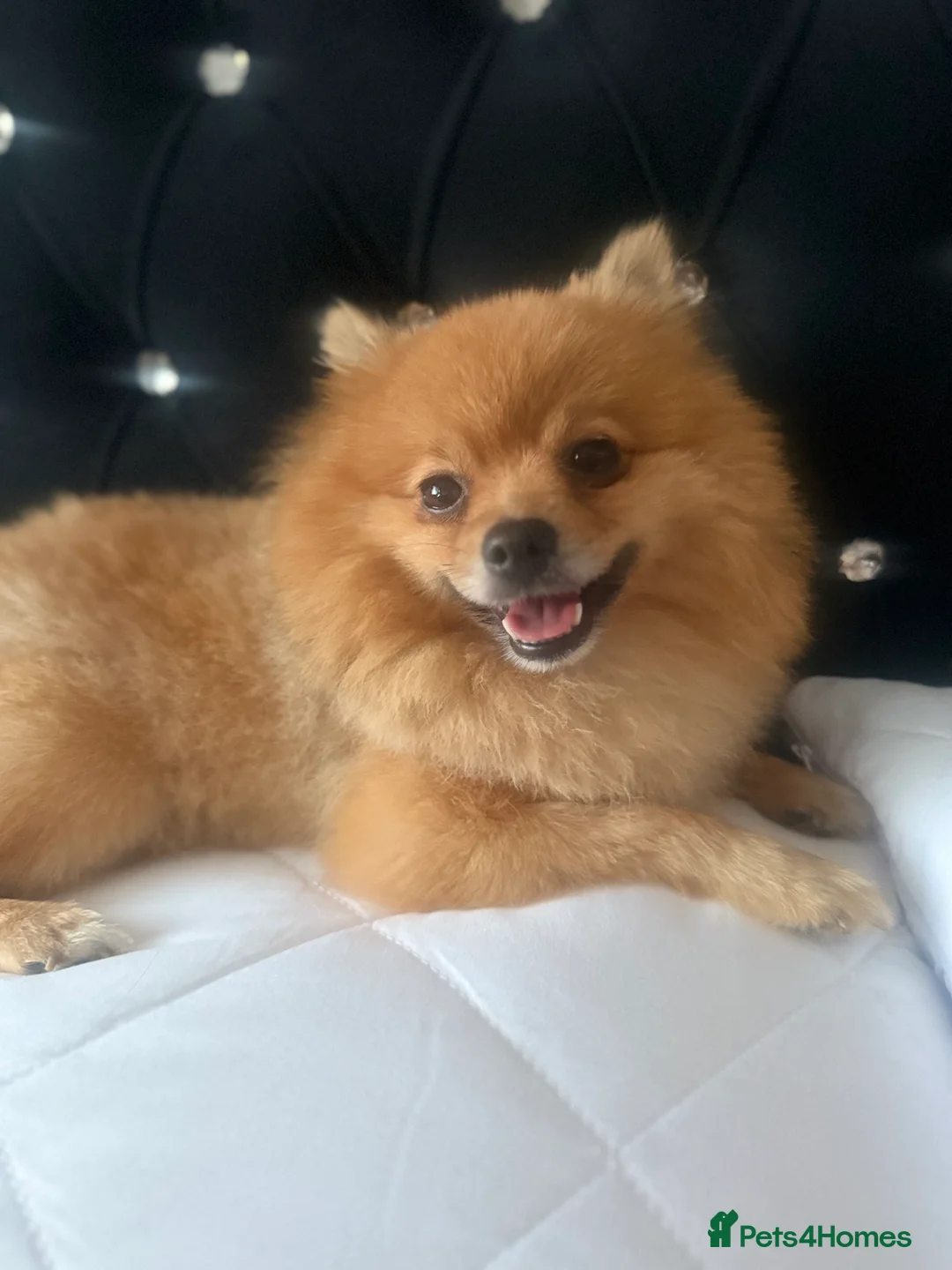 Pomeranian dogs for sale: Pomeranian - Advert 5