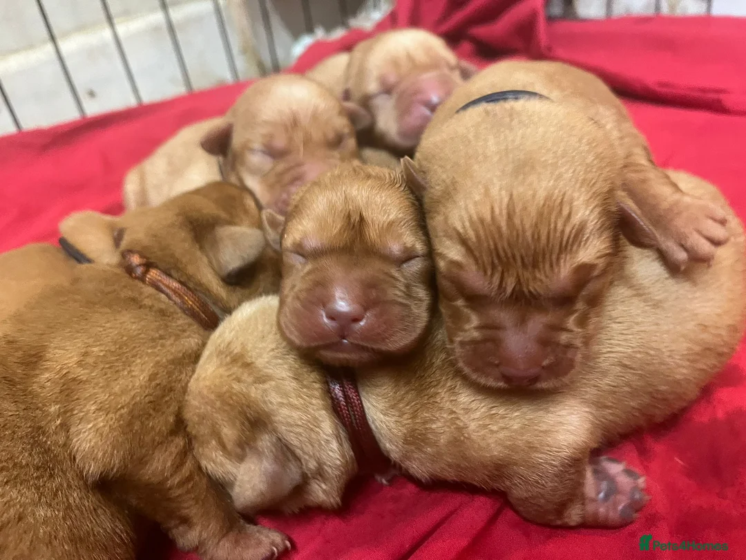 Labrador Retriever dogs for sale: Yellow Fox Red Labrador Puppies Kc Registered  - Advert 5