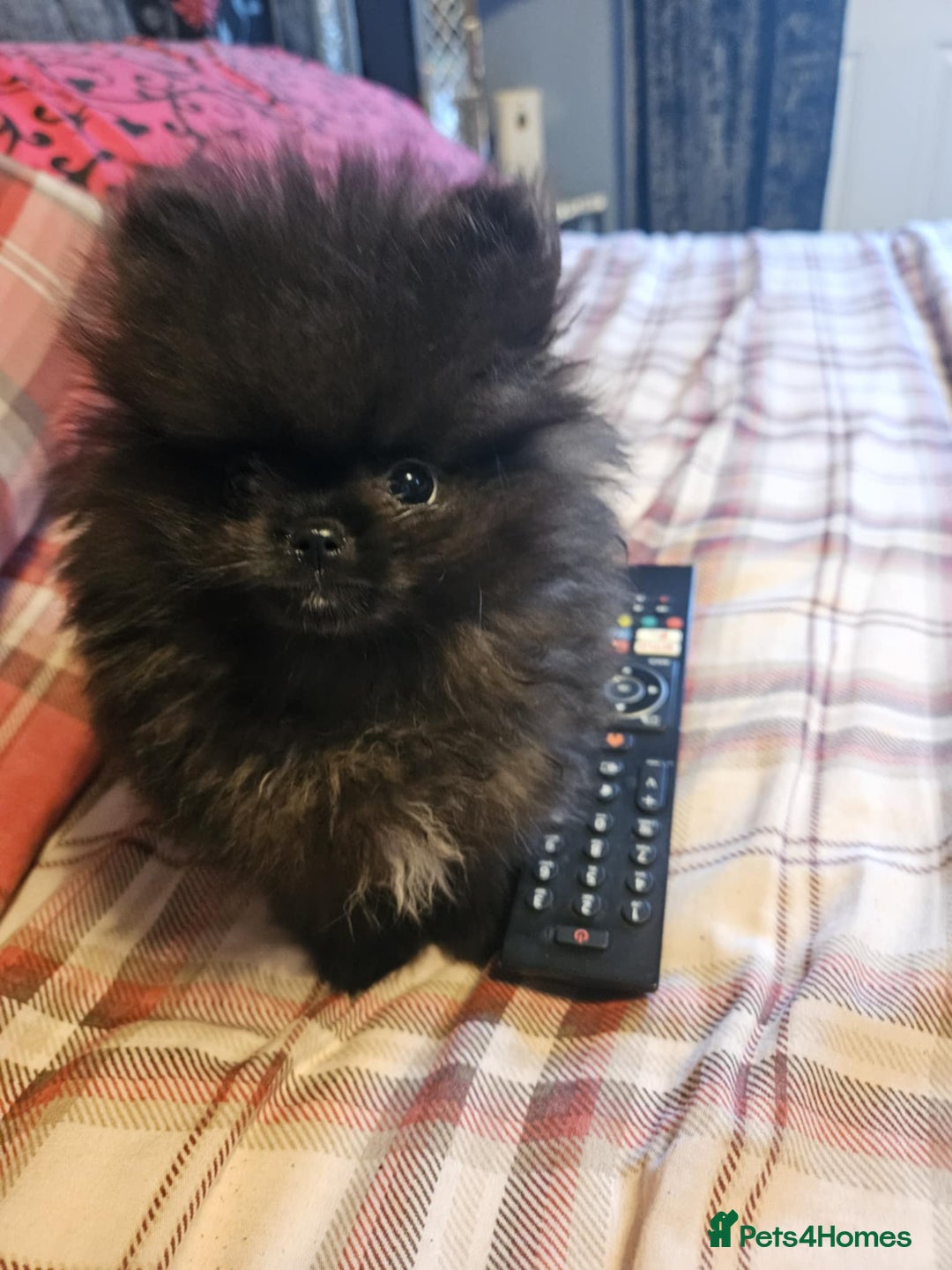 Pomeranian dogs for sale: TINY miracle KC Pomeranian 907grams at 16 weeks - Image 5