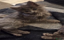 Nebelung cats for sale: 2 Grey Fluffy Grey Kittens For Sale - Image 4