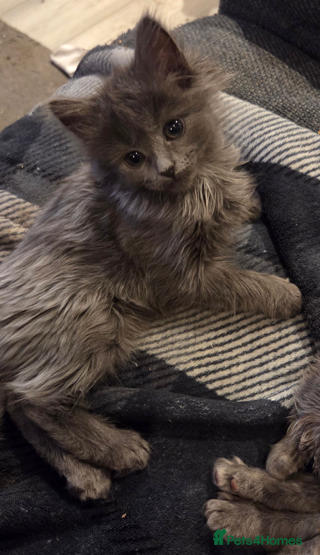 Nebelung cats for sale: 2 Grey Fluffy Grey Kittens For Sale - Image 4