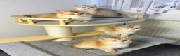 British Shorthair cats for sale: Beautiful Golden British Shorthair Kittens   - Advert 2