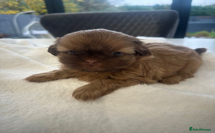 Shih Tzu dogs 🐶Imperial ShihTzu Puppies–Exceptional Bloodline🐶 - Advert 4