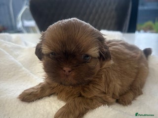 Shih Tzu dogs 🐶Imperial ShihTzu Puppies–Exceptional Bloodline🐶 - Advert 6