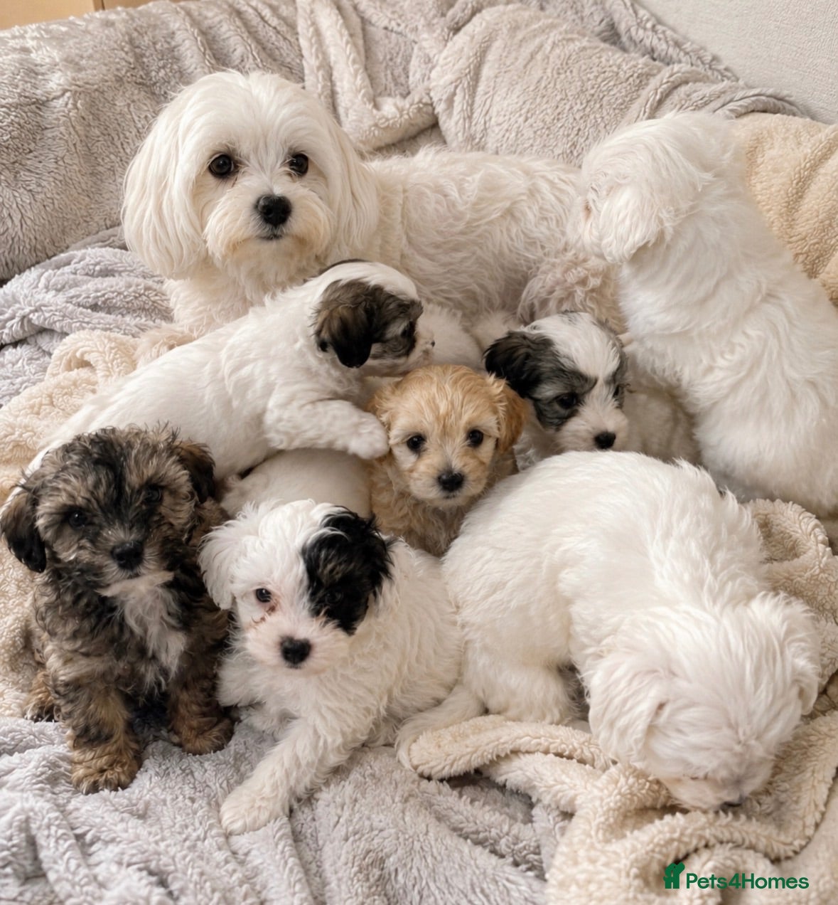 Maltipoo dogs Toy maltipoo puppies - Advert 4