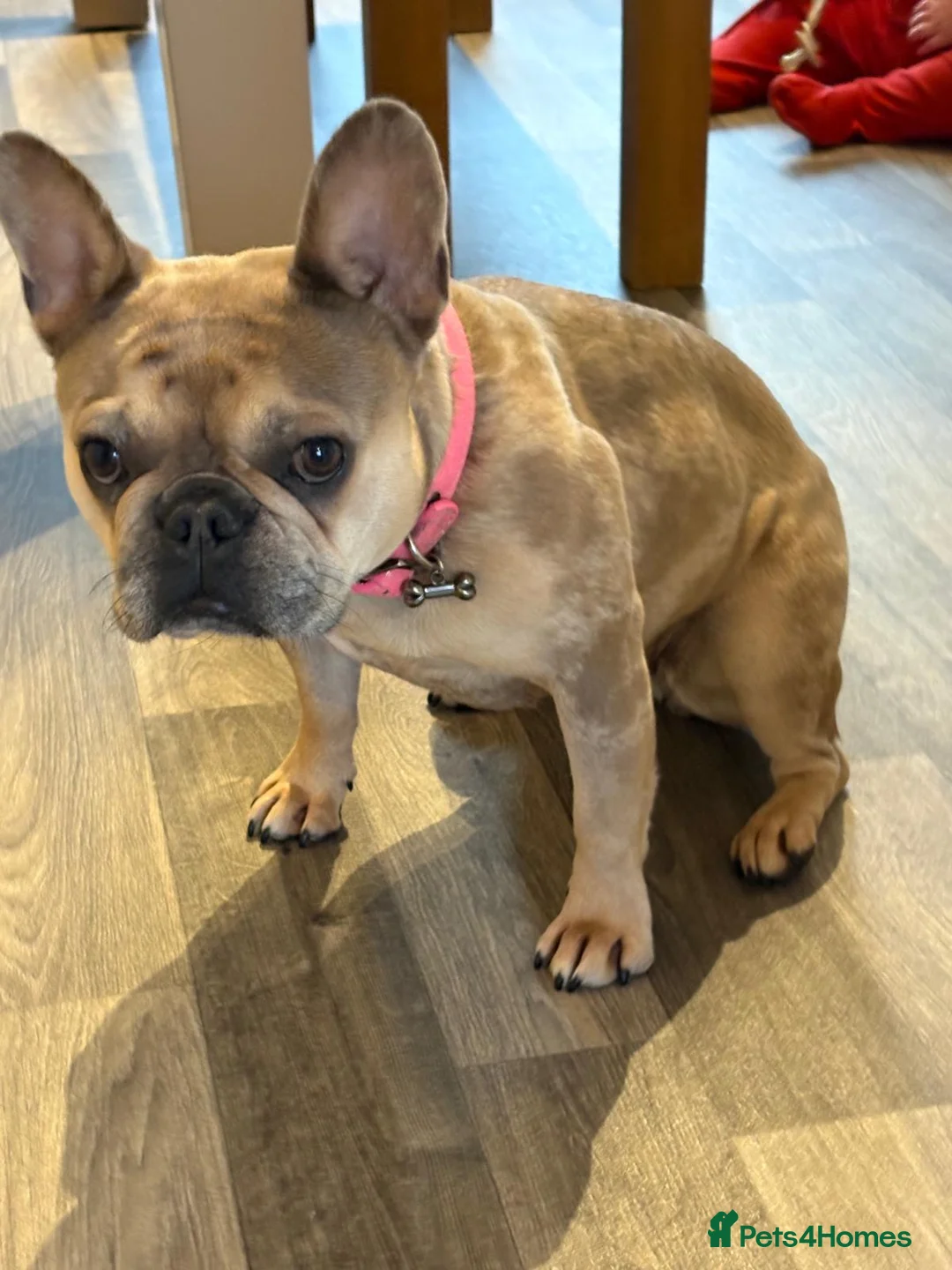 French Bulldog dogs for sale: Fully trained French bulldog  - Advert 5