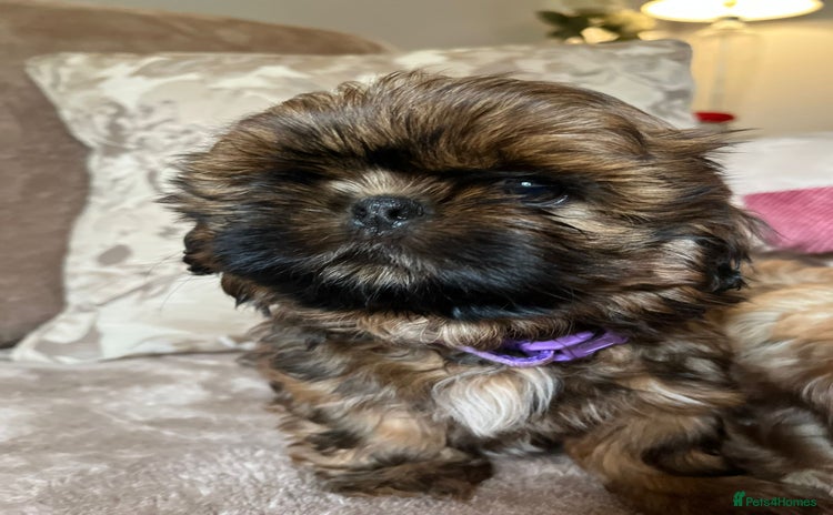 Shih Tzu dogs - Advert 5