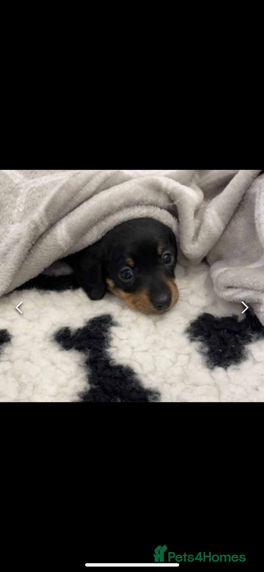 Miniature Dachshund dogs for sale: Fully vaccinated and ready TO GO,kc reg pra clear in Warrington - Image 18