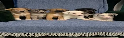 Mixed Breed dogs for sale: Blue Merle Border Collie x Lurcher Puppies  - Advert 3