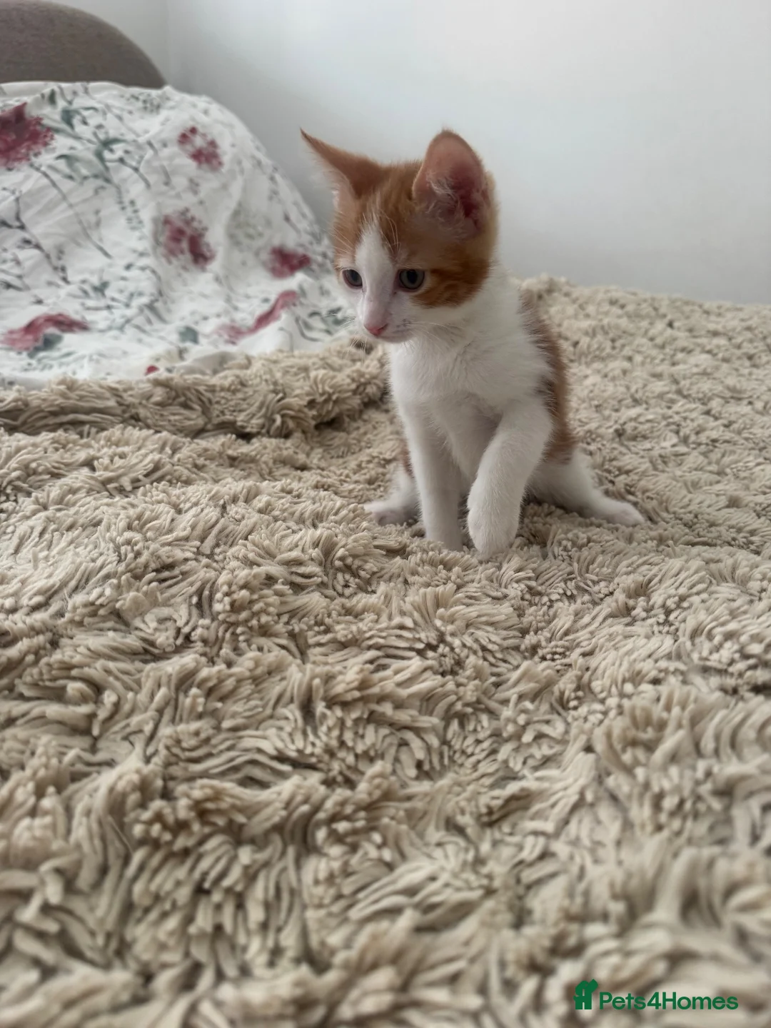 Mixed Breed cats for sale: Ready Now Adorable baby boy kittens   - Advert 10