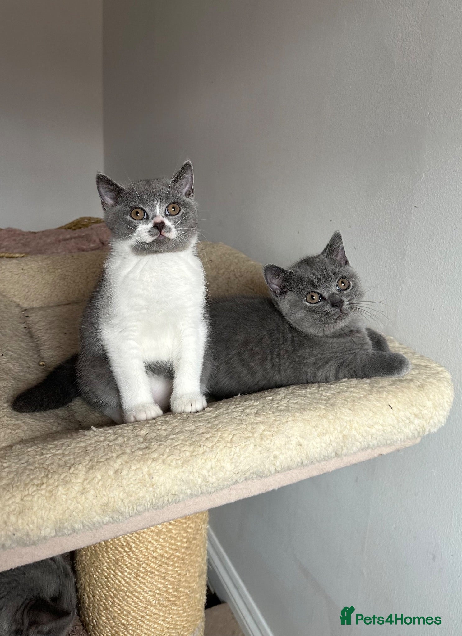 British Shorthair cats 🐾Blue and White British Shorthair Boys  - Advert 1