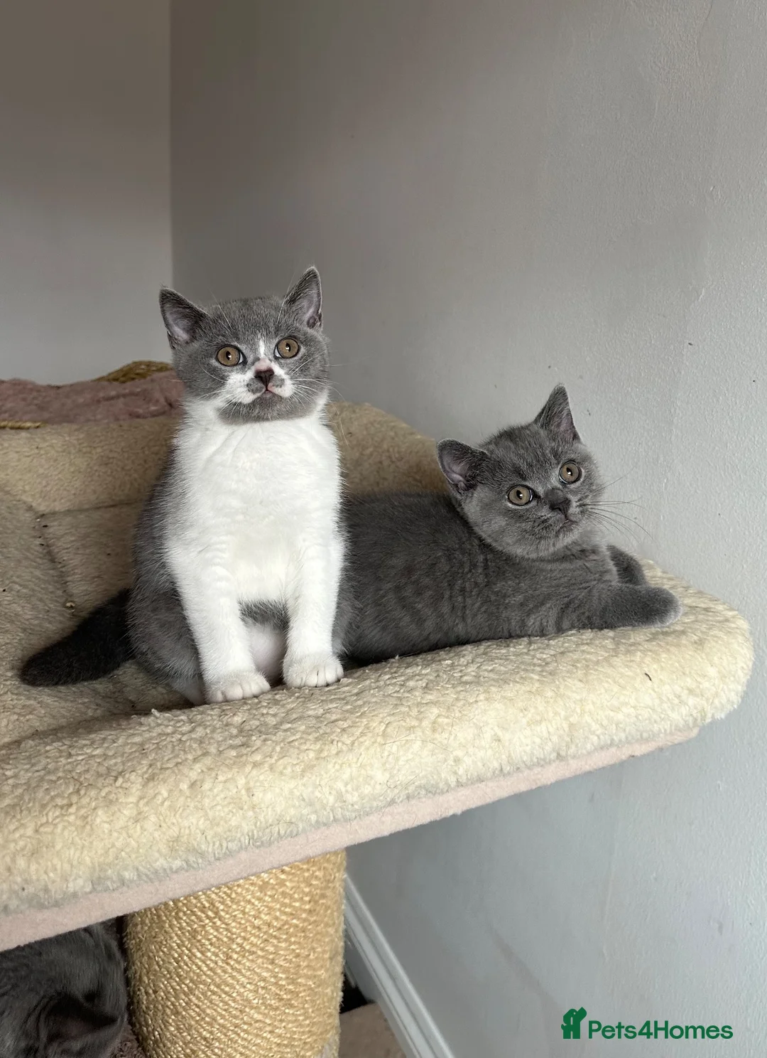 British Shorthair cats for sale: 🐾Blue and White British Shorthair Boys  - Advert 1
