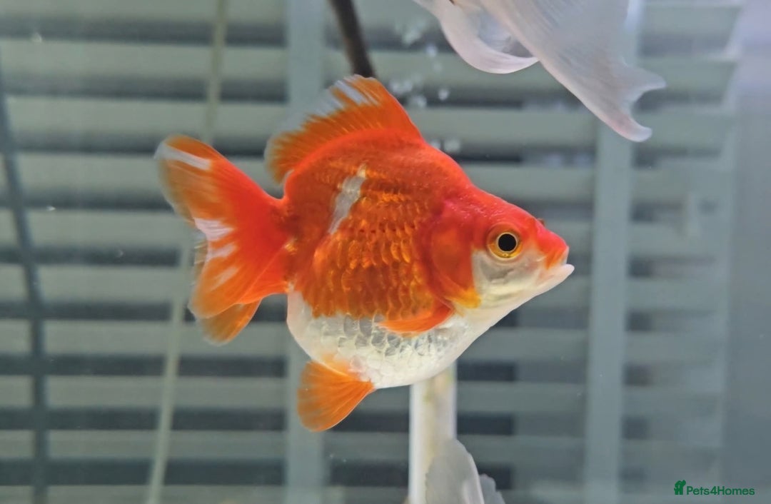 Fancy Goldfish fish for sale: Beautiful Fancy Goldfish for sale! - Advert 2
