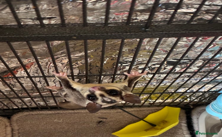 Sugar Glider rodents - Advert 1
