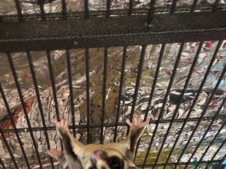 Sugar Glider rodents - Advert 3