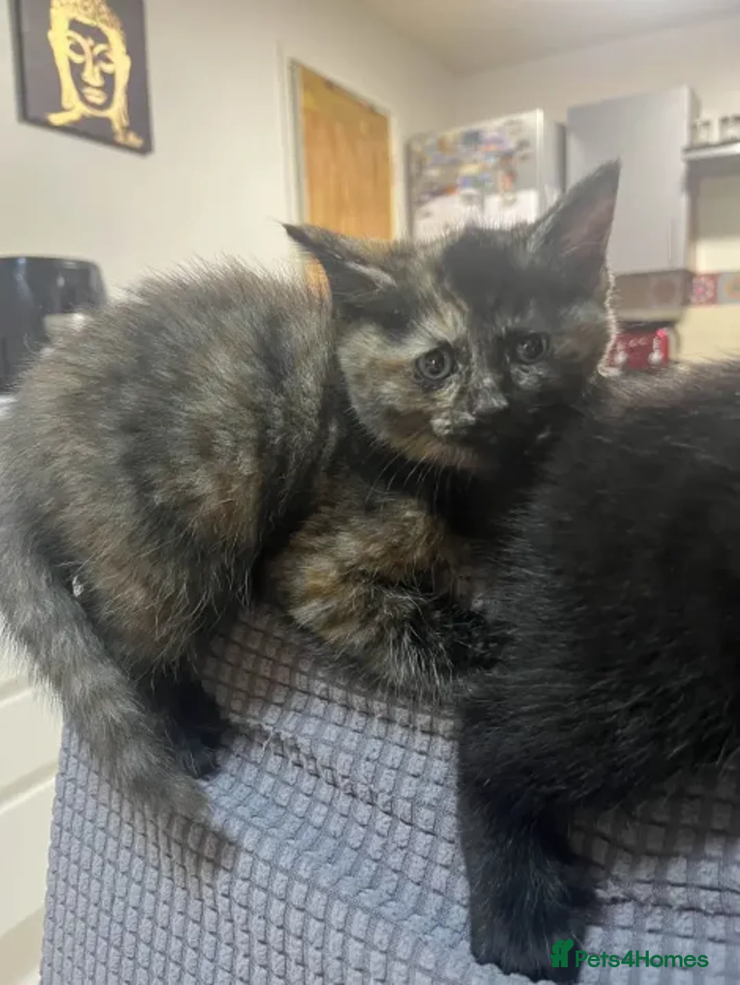 Ragdoll cats for sale: Beautiful Ragdoll Tortishell Kittens for sale! - Image 12