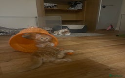 Mixed Breed cats for sale: 5 Fluffy Half Maine Coon kittens - Advert 8