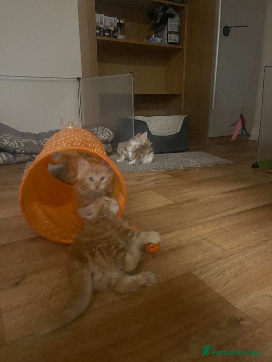 Mixed Breed cats for sale: 5 Fluffy Half Maine Coon kittens - Advert 8