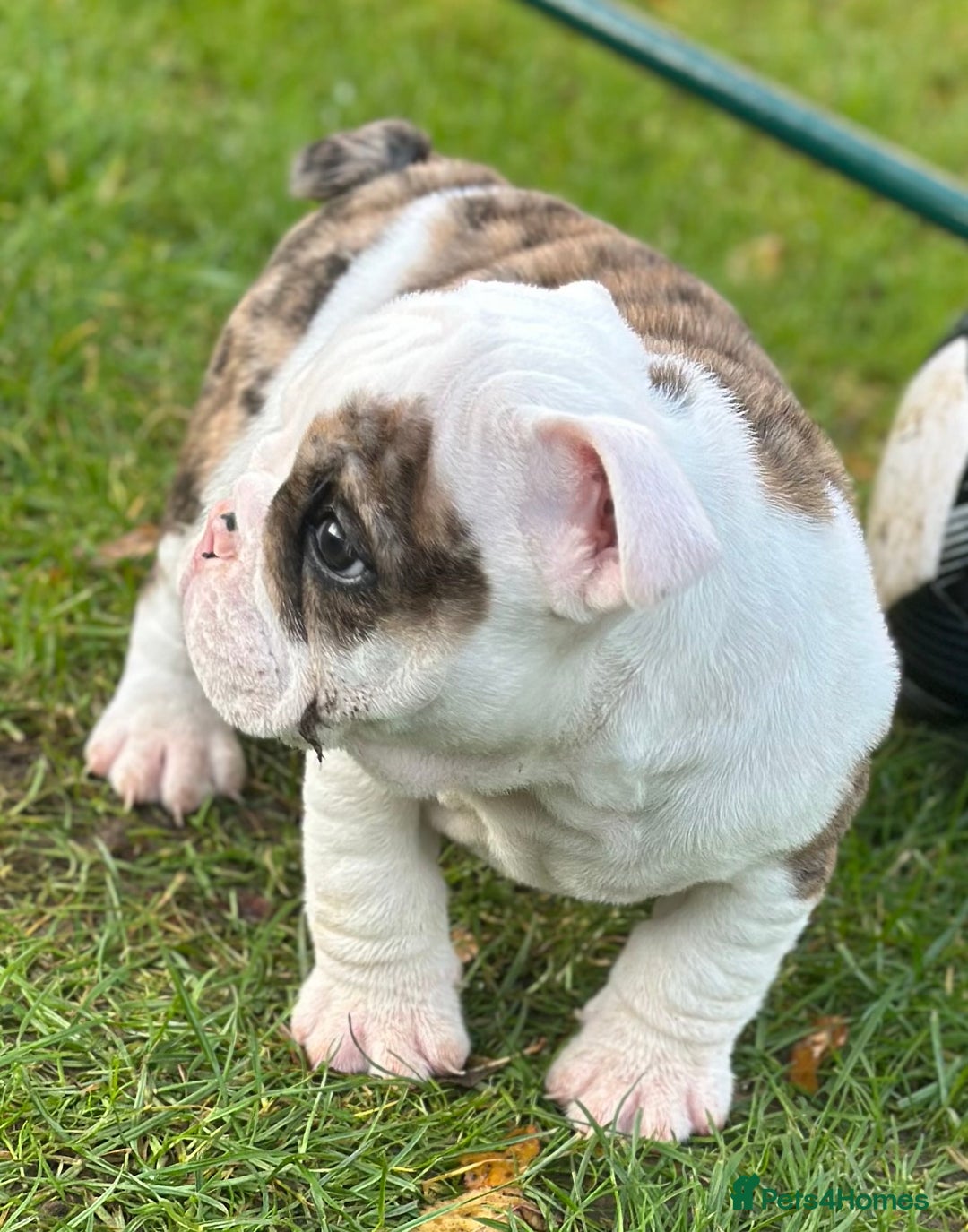 English Bulldog dogs for sale: 🌟Ready Now!🌟 - Advert 21