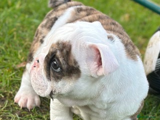 English Bulldog dogs 🌟 health tested parents 🌟 Ready Now!🌟 - Advert 2