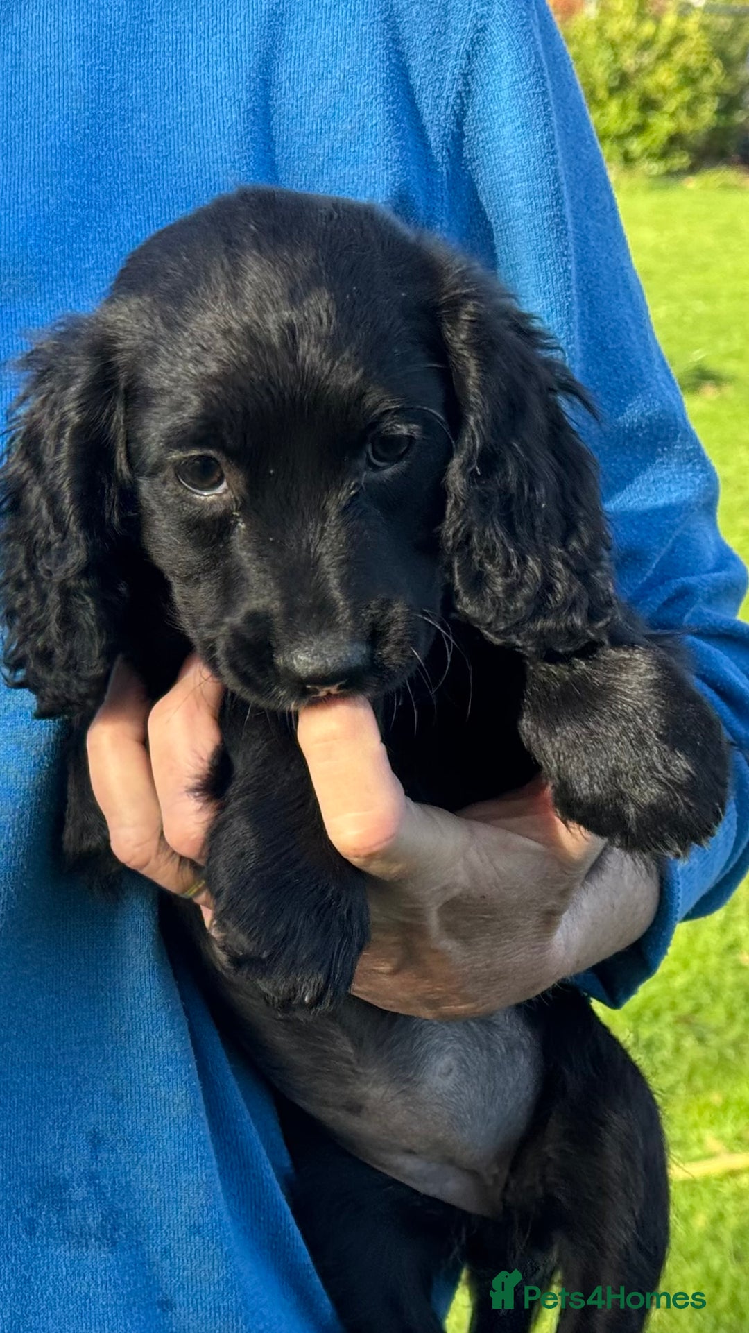 Cocker Spaniel dogs for sale: Cocker spaniel puppies - Image 7