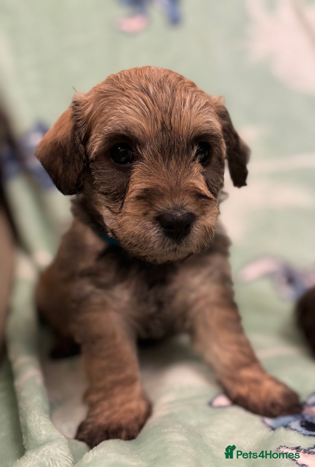 Mixed Breed dogs for sale: Westiepoo puppies - Advert 19