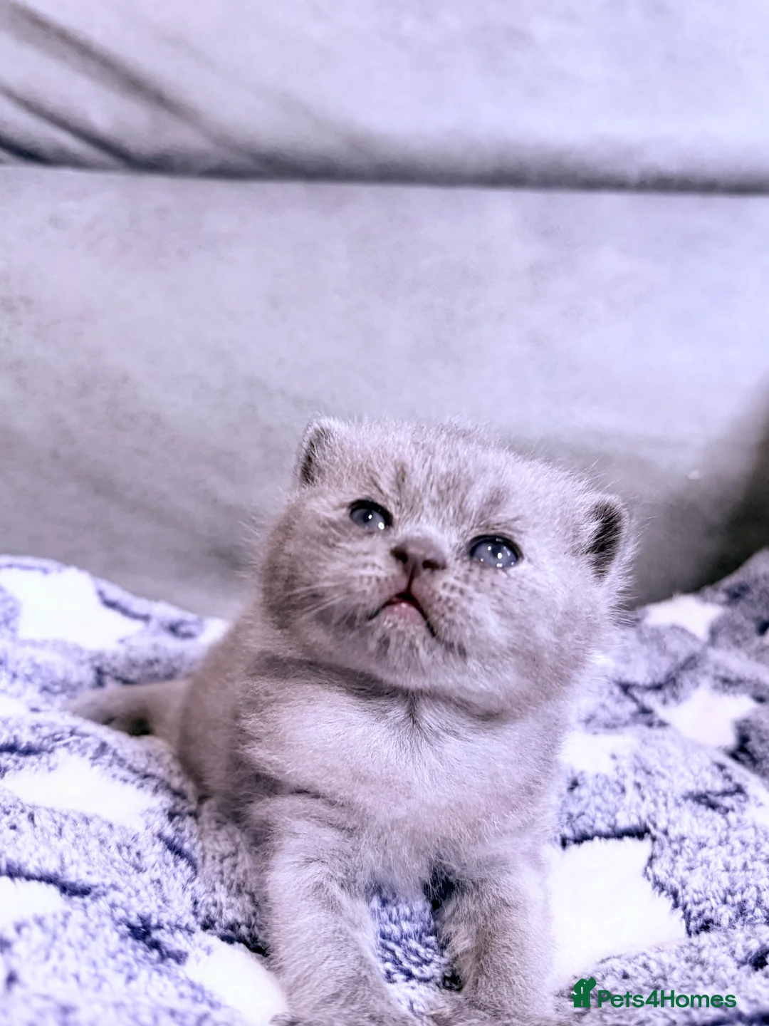 British Shorthair cats for sale: 100% Pure Pedigree Champion line Bsh Reg. Kittens - Advert 20