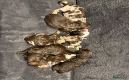 Sproodle dogs for sale: Beautiful Sproodle Babies - Image 2