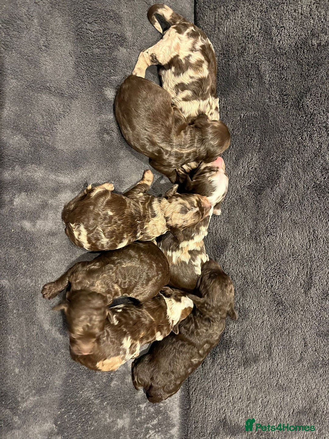 Sproodle dogs for sale: Beautiful Sproodle Babies - Image 2