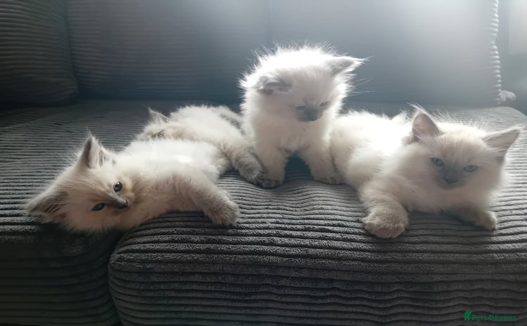 Ragdoll cats - Advert 12