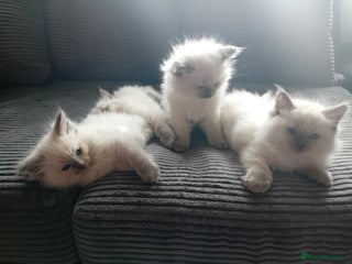 Ragdoll cats - Advert 7