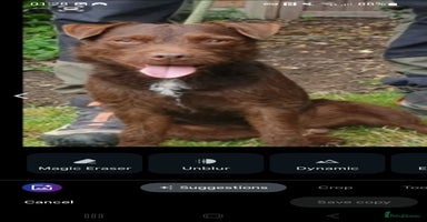 Patterdale Terrier dogs - Advert 9