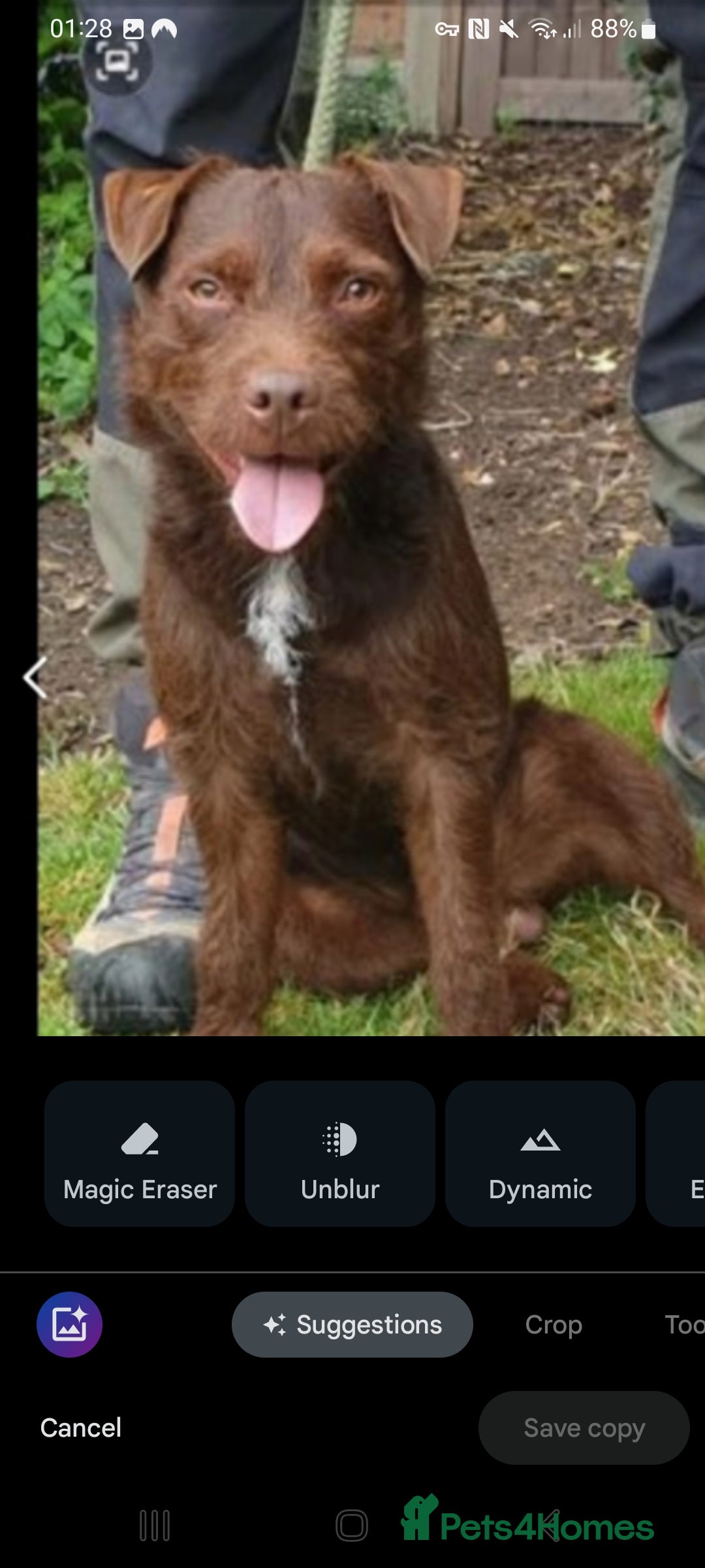 Patterdale Terrier dogs for stud: Vinnie up for stud - Image 3