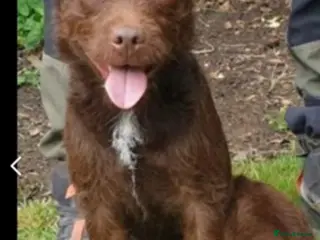 Patterdale Terrier dogs Vinnie up for stud proven - Advert 5
