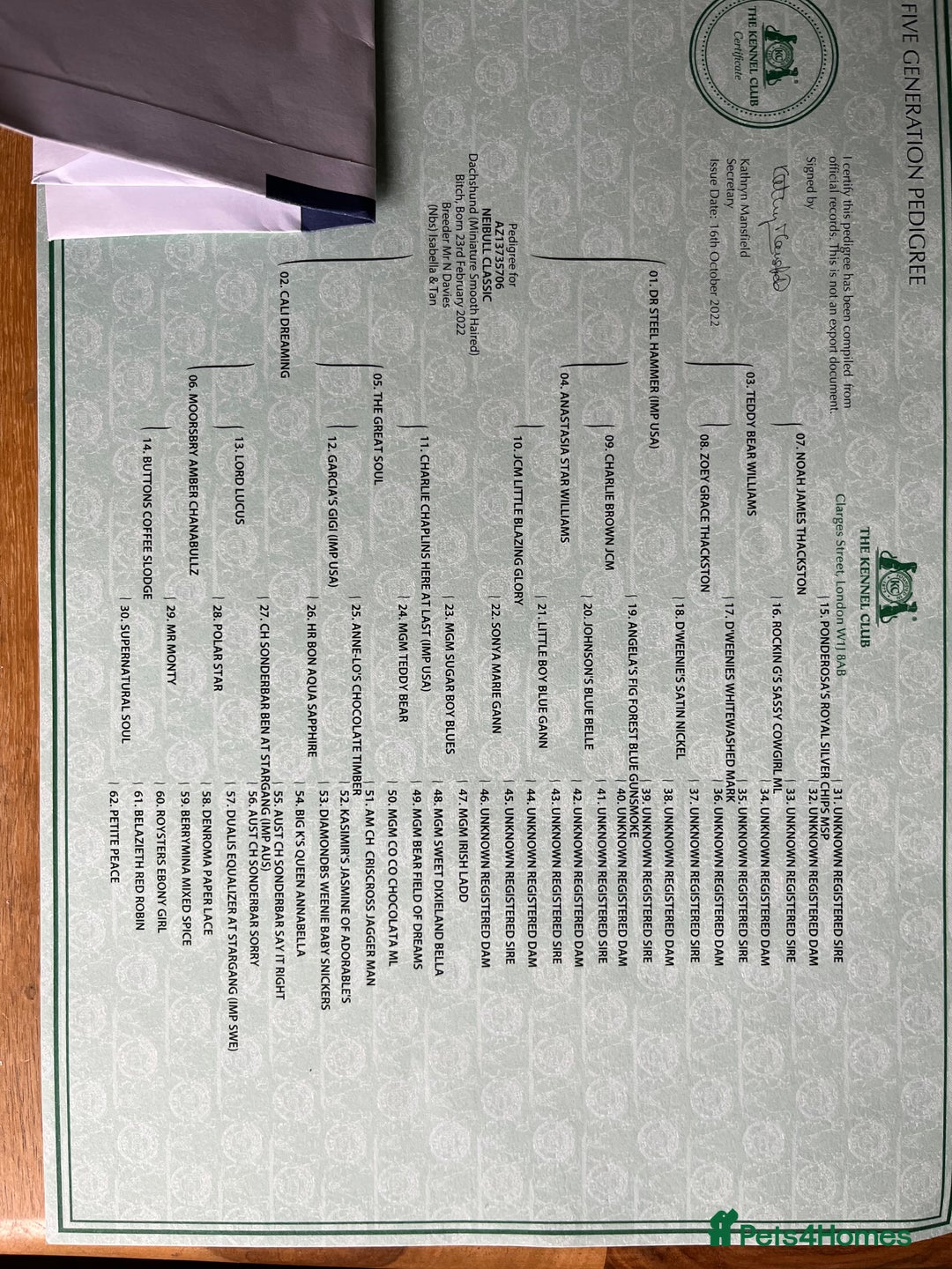 Dachshund dogs for sale: Dachshund puppies for sale  - Image 6