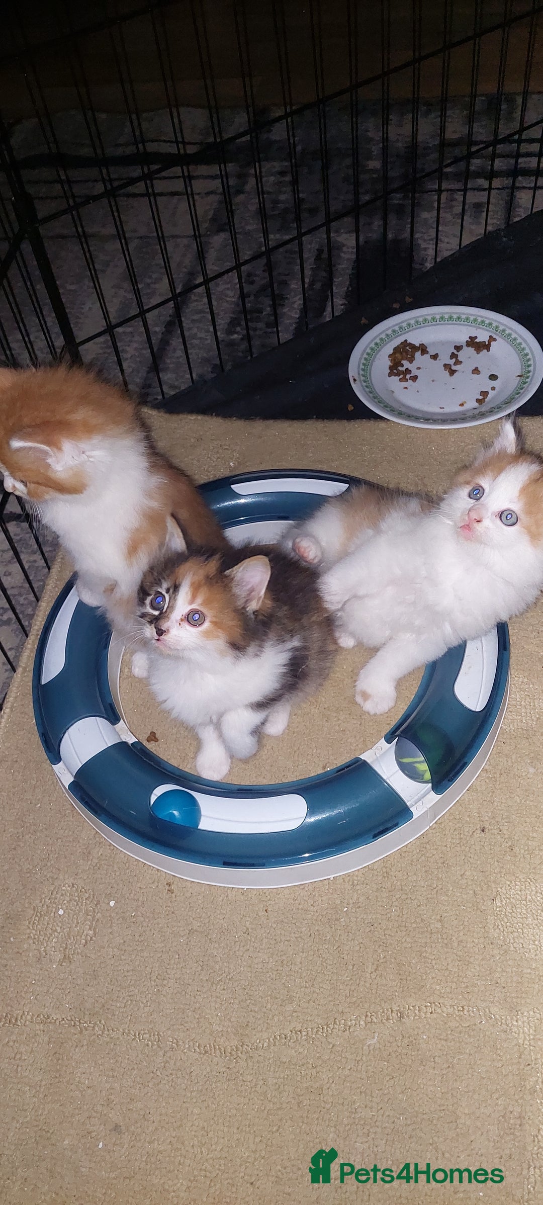 Mixed Breed cats for sale: 3 fluffy kittens - Advert 2