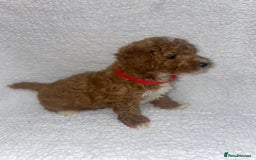 Toy Poodle dogs for sale: Toy poodles  - Image 7