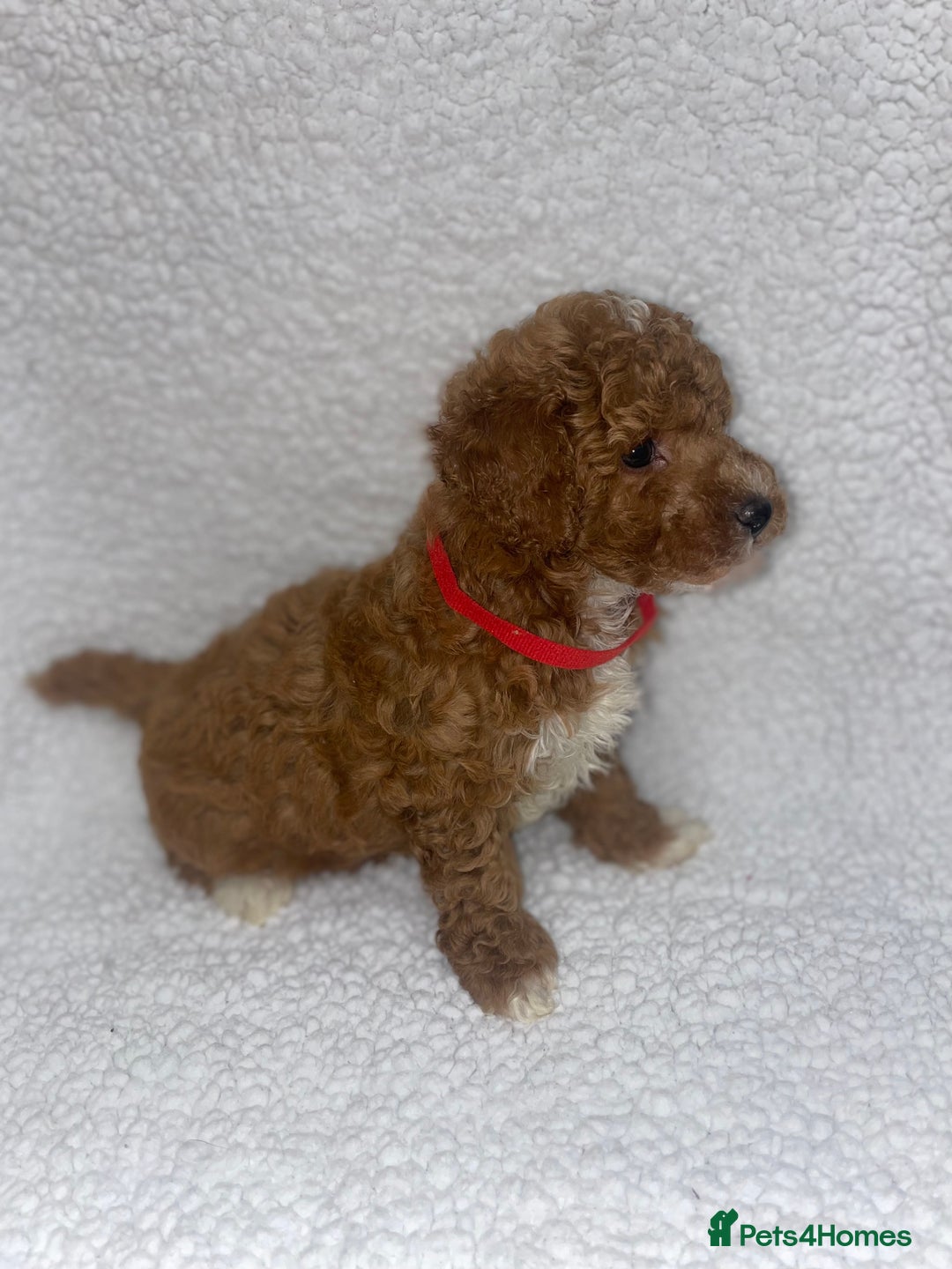 Toy Poodle dogs for sale: Toy poodles  - Image 7