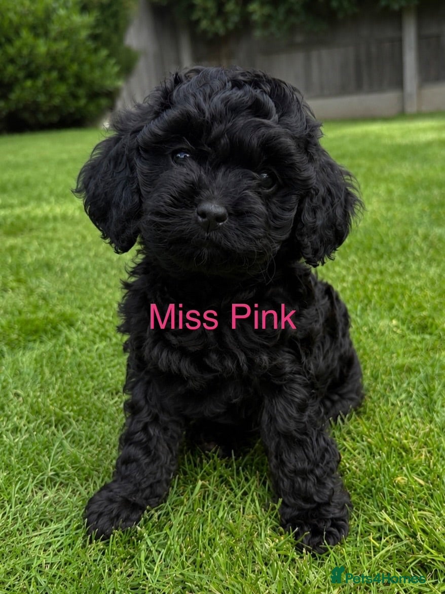 Cavapoo dogs Exceptional health tested tiny toy Cavapoos - Advert 15